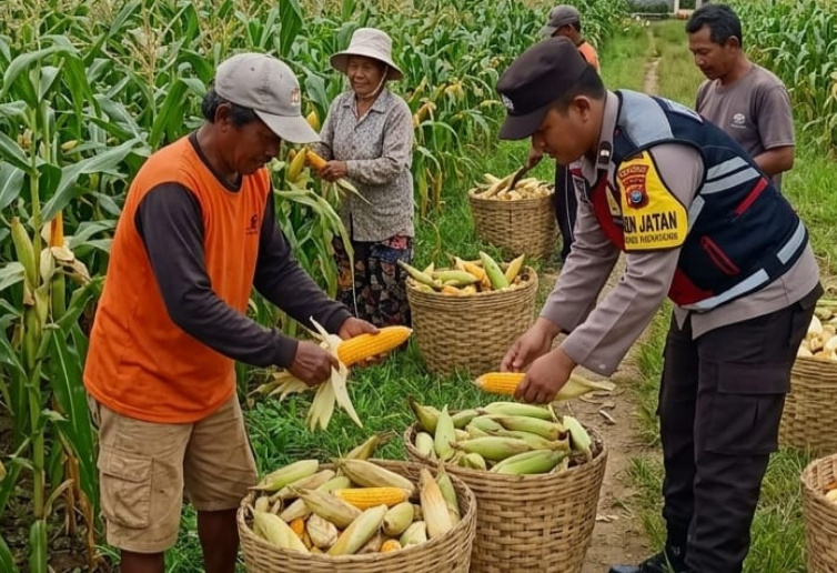 Dukung Swasembada Pangan, Bhabinkamtibmas Desa Torbang Panen Jagung Bersama Petani